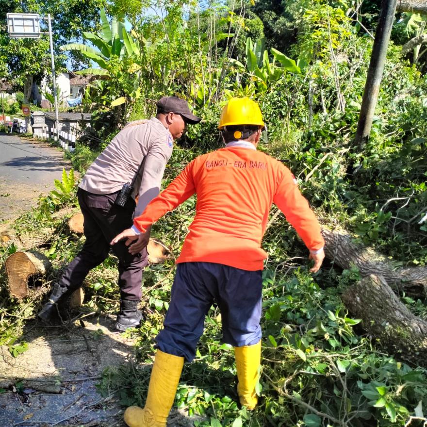 Pembersihan Pohon Tumbang Jalan Raya Sulahan - Tangkas
